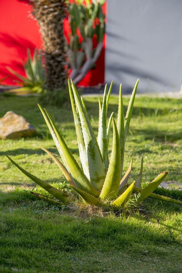 Fleurs De Canne Piscines Privees Le Moule Eksteriør bilde